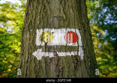 A tree trunk labeled with signposts and symbols Stock Photo