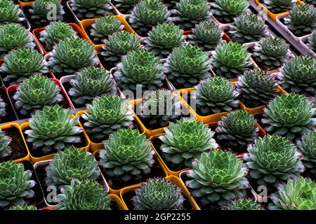 Small potted plants in a greenhouse , Various flowers and cactus plants inside nursery. Stock Photo
