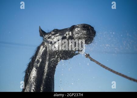 Color image of black horse splashed with water. Stock Photo