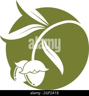 jojoba nuts vector illustration design Stock Vector