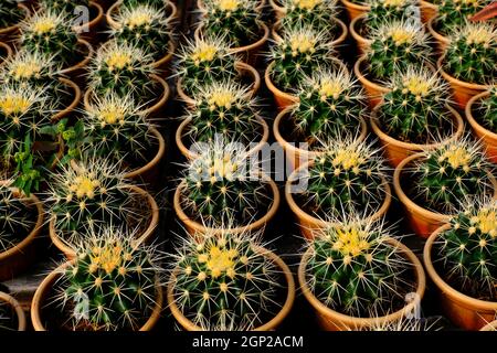 Small potted plants in a greenhouse , Various flowers and cactus plants inside nursery. Stock Photo