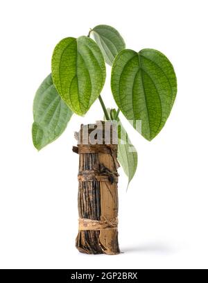 young black pepper plant, piper nigrum grown in natural biodegradable banana leaf pot, isolated in white background Stock Photo