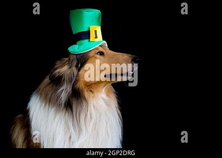 portrait of a Rough Collie dog with saint patrick's day top hat Stock Photo
