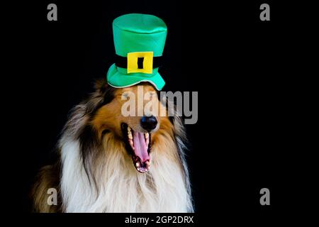 portrait of a Rough Collie dog with saint patrick's day top hat Stock Photo