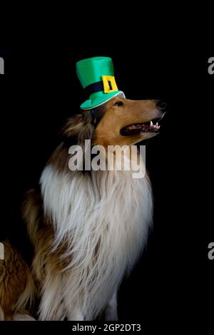 portrait of a Rough Collie dog with saint patrick's day top hat Stock Photo