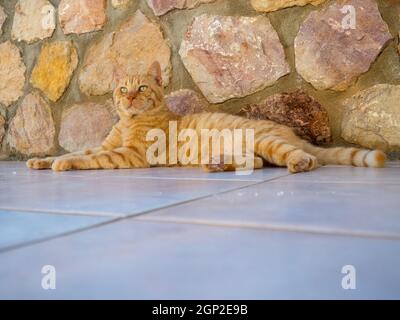 Ginger cat laying back against stone wall Stock Photo