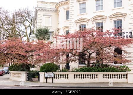 Cherry blossoms in Stanley Crescent, Notting Hill, London, England ...