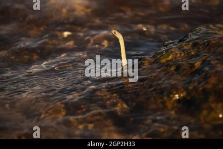 The snake raised its head above the water. A snake swims in the river. Stock Photo