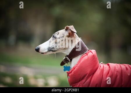 White and beige tiger color dog Whippet breed in a red suit on a background of greenery Stock Photo