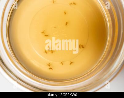 Home remedy for catching fruit flies and small insects with glass bowl of cider vinegar and drop of detergent Stock Photo