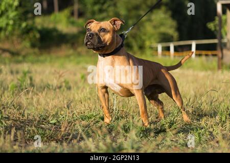 Beautiful staffordshire bull terrier posing in a park at the sunset Stock Photo