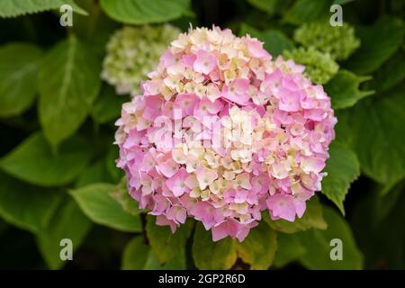 Close up of a pink and cream Mophead Hydrangea flower head flowering in the UK in June, England Stock Photo