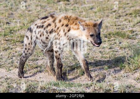 Short portrait of a spotted hyena (Crocuta crocuta) strolling curiously out of its den in Ambosseli National Park, Kenya. Stock Photo