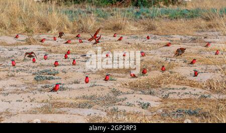 flock of Bird Northern Carmine Bee-eater sitting on ground in large nesting colony of (Merops nubicoides) on bank of the Zambezi river in Caprivi Nami Stock Photo