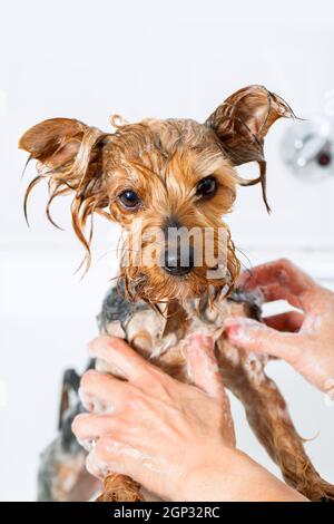 Close up of Female hands washing little yorkshire dog. Stock Photo