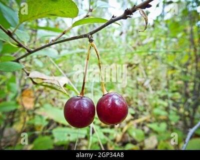 Two ripe cherries on a branch. Burgundy berries on the bush. Stock Photo