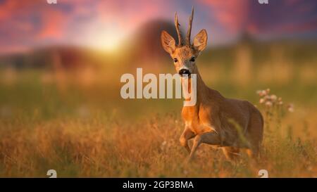 Roe deer, capreolus capreolus, buck running closer on a meadow in summer at sunset. Animal wildlife approaching from front view with copy space. Wild Stock Photo