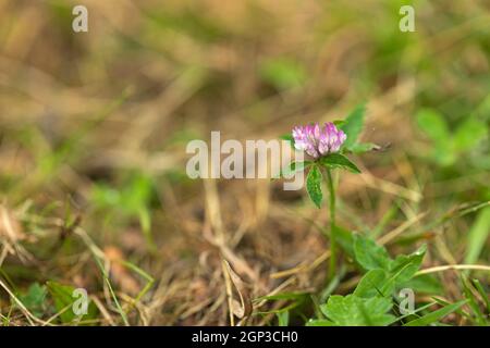Close up of a Single red / pink clover flowering in September in grass. England, UK Stock Photo