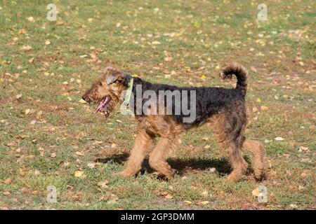 Cute airedale terrier is running on a green grass in the autumn park. Pet animals. Purebred dog. Stock Photo