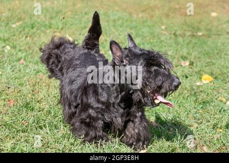 Black scottish terrier puppy is running on a green grass in the autumn park. Pet animals. Purebred dog. Stock Photo