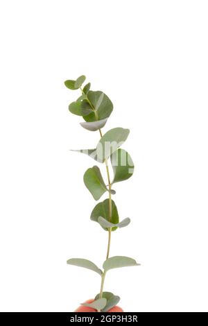 Fresh eucalyptus leaves isolated on white background. Stock Photo