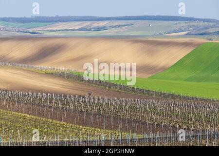 spring vineyard near Velke Bilovice, Southern Moravia Stock Photo