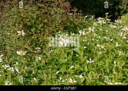 Summer Flowering White Flower Head on a Perennial Turtlehead or Balmony Plant (Chelone glabra) Growing in a Herbaceous Border in a Woodland Garden Stock Photo