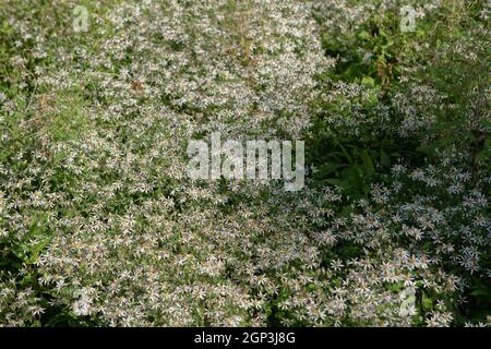 Summer Flowering Perennial White Flowers of a Wood Aster Wildflower Plant (Eurybia divaricata) Growing in a Woodland Garden in Rural Devon, England UK Stock Photo