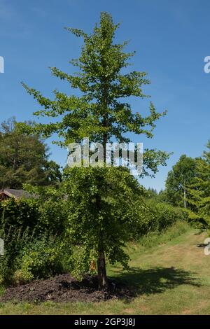 Summer Foliage of a Deciduous Maidenhair or Fossil Tree (Ginkgo biloba) with a Bright Blue Sky Background Growing in a Garden in Devon, England, UK Stock Photo