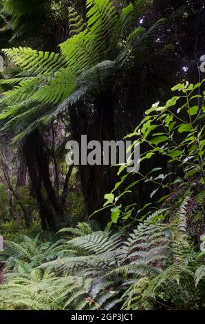 Vegetation with New Zealand tree fern Dicksonia squarrosa in th middle. Stewart Island. New Zealand. Stock Photo