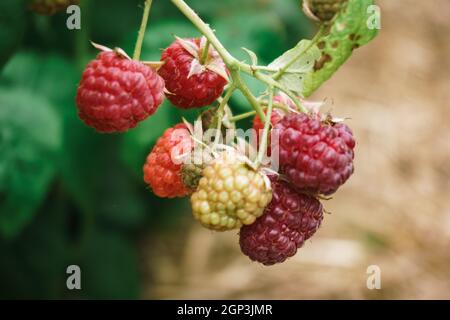 Fresh raspberries on the branch. The raspberries in the bushes. Raspberries in the garden. Stock Photo