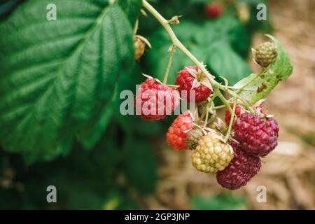 Fresh raspberries on the branch. The raspberries in the bushes. Raspberries in the garden. Stock Photo