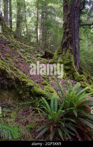 Rainforest in Fiordland National Park. Southland. South Island. New Zealand. Stock Photo
