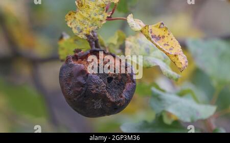 An apple rotted and pecked by birds on a branch. Stock Photo