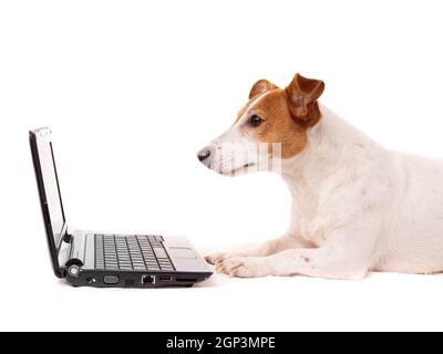 jack russell dog using a computer and browsing the internet Stock Photo