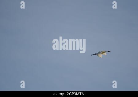 Royal spoonbill Platalea regia in flight. Taiaroa Head Wildlife Reserve. Otago Peninsula. Otago. South Island. New Zealand. Stock Photo