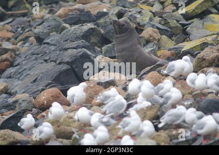 New Zealand fur seal Arctocephalus forsteri. Female. Pilots Beach. Taiaroa Head Wildlife Reserve. Otago Peninsula. Otago. South Island. New Zealand. Stock Photo