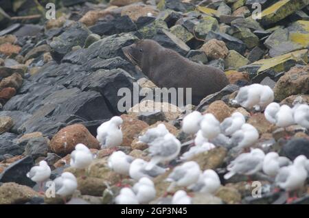 New Zealand fur seal Arctocephalus forsteri. Female. Pilots Beach. Taiaroa Head Wildlife Reserve. Otago Peninsula. Otago. South Island. New Zealand. Stock Photo