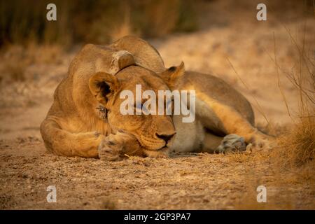 Lioness with collar lies on short grass Stock Photo