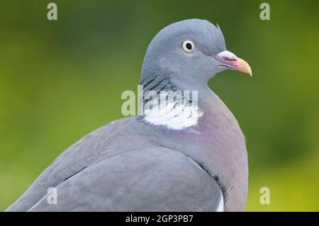 Close-up portrait of a Common Wood Pigeon in England, UK. Face portrait, close up photo of a pigeon, woodpigeon (Columba palumbus) Stock Photo