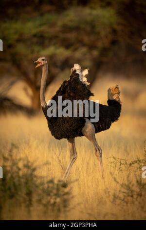 Male common ostrich runs squawking through trees Stock Photo