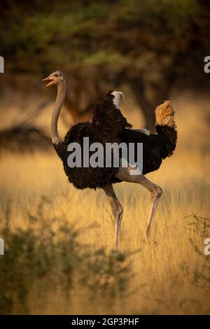 Male common ostrich runs squawking through savannah Stock Photo