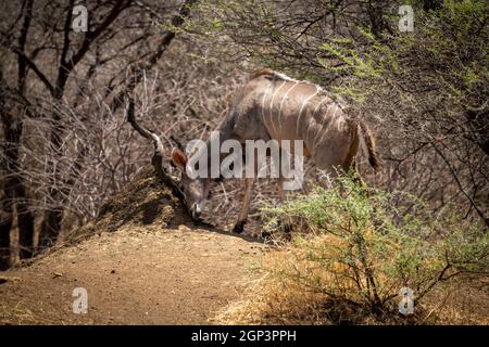 Male greater kudu stands rubbing its antlers Stock Photo