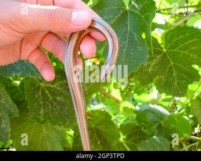 Veretenitsa fragile. a Legless lizard a Reptile Stock Photo