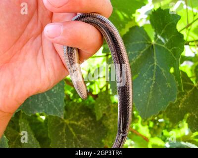 Veretenitsa fragile. a Legless lizard a Reptile Stock Photo