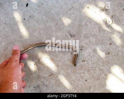 Veretenitsa fragile. a Legless lizard a Reptile Stock Photo