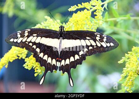 Giant Swallowtail butterfly. Papilio cresphontes on green leaves. Beautiful insect. Big butterfly sitting on green leaves and collecting pollen on flo Stock Photo