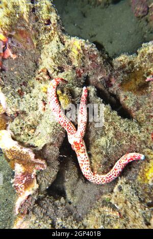 Löchriger Seestern, Kometenstern - Linckia multifora, Molukken, Indonesien, Batu Siko Stock Photo