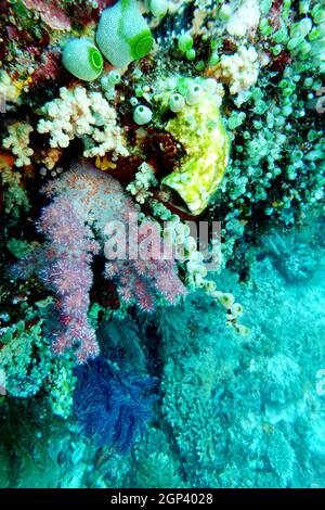 Bunte Korallenwand mit Seescheiden und Weichkorallen, Nord-Molukken, Indonesien, Batu Siko Stock Photo