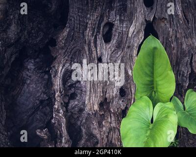 Texture with green leaves of arum and an old olive tree trunk Stock Photo